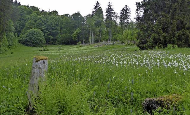 Wiesenflchen am Kandel: Die Offenhaltung der Landschaft ist heute gewnscht.   | Foto: Schwarzwaldverein