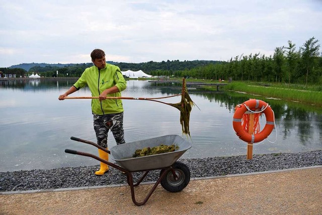 Thomas Feiss fischt im Seepark die Alg...ansportiert sie mit der Schubkarre ab.  | Foto: Julia Trauden