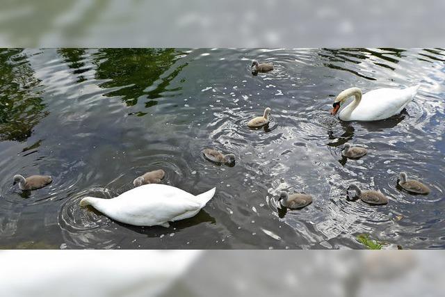 Tierfamilienleben im Schlosspark