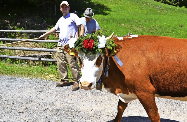 Hier geht&#8217;s lang: Ein Rind mit K... Weide beim Weideauftrieb im Mai 2017.  | Foto: paul berger