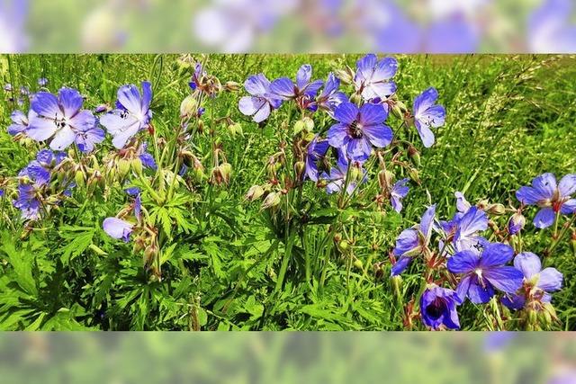 Wiesenstorchenschnabel entfaltet seine ganze Schnheit