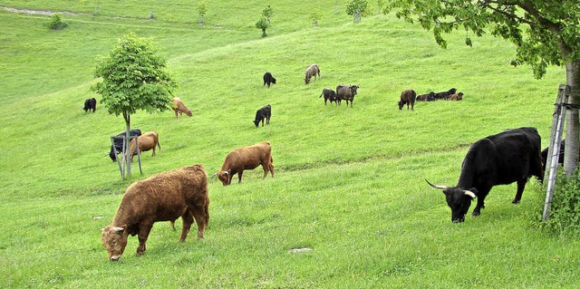 Auf der Schelinger Viehweide grasen un...nderem auch verschiedene Rinderrassen.  | Foto: Privat