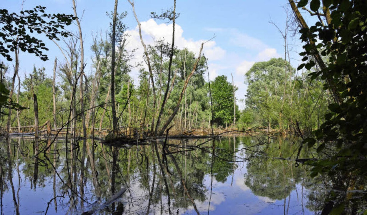So schön ist die Petite Camargue Alsacienne im Dreiländereck Weil am