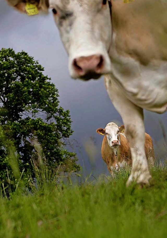 Khe mgen Hanglage. Bauern nicht immer.  | Foto: dpa/Privat