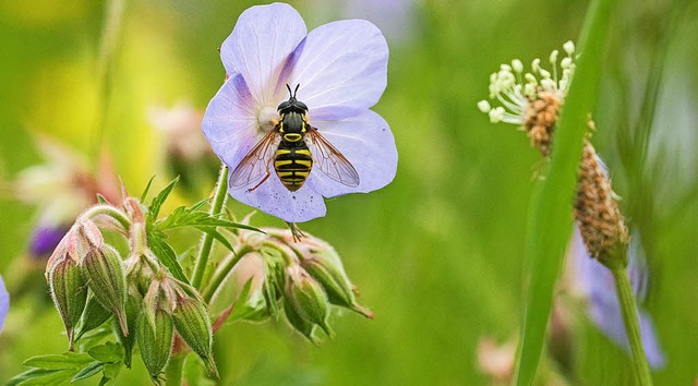 Gegen das Insektensterben will die Gemeinde nun vorgehen.   | Foto: dpa