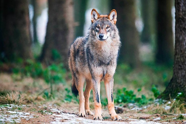 Er macht keine Probleme: Ein Wolf in e...mberg versetzt Landwirte in Aufregung.  | Foto: dpa