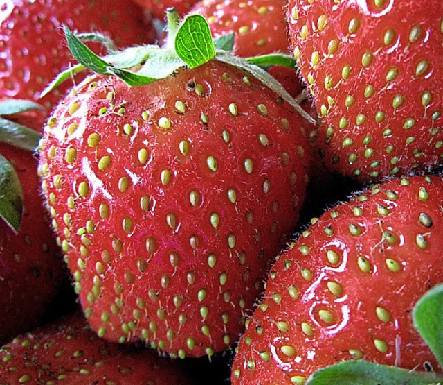 Erdbeeren: aromatisch oder eher geschmacklos?   | Foto: dpa