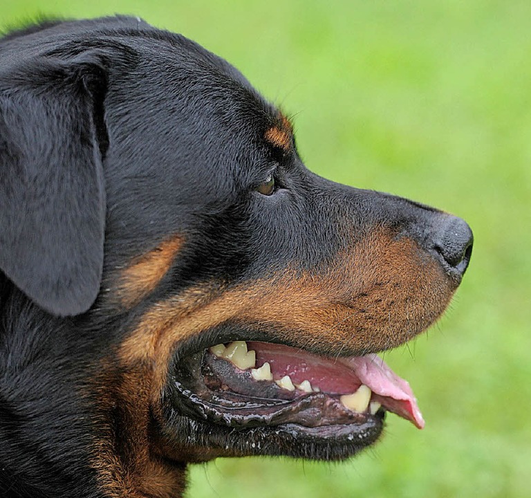 Rottweiler Beißt Fünf Menschen Panorama Badische Zeitung 