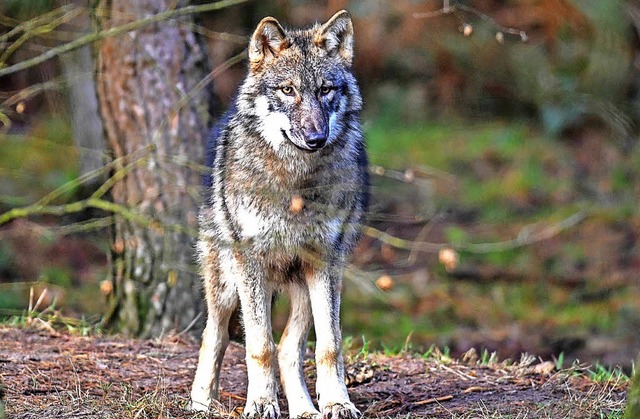 Dieser Wolf im Wildpark Schorfheide st...egegnungen immer wieder zu Konflikten.  | Foto: Patrick Pleul (dpa)