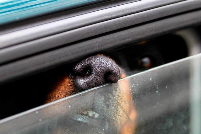 Polizisten befreien in Lörrach Hund aus überhitztem Auto