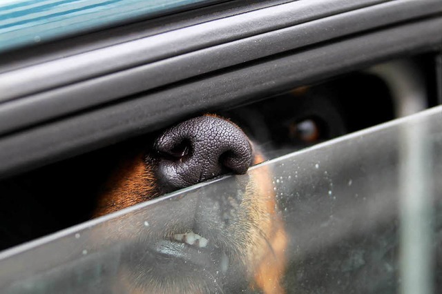 Ein Hund sa laut Polizei lngere Zeit...eamten retteten das Tier (Symbolbild).  | Foto: dpa