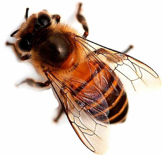 Eine Biene (Symbolfoto) hat einen Verkehrsunfall in Friesenheim Ausgelst  | Foto: bee