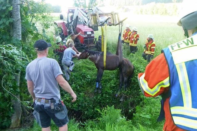 Helfer hieven Pferd mit Traktor aus Graben