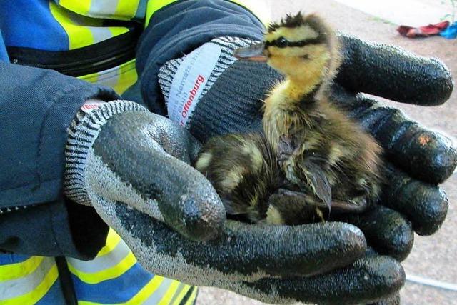 Ente gut, alles gut: Feuerwehr Offenburg rettet Stockentenfamilie