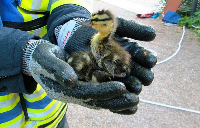 Immer wieder wird die Feuerwehr Offenb...Not, wie auch dieses Symbolfoto zeigt.  | Foto: Feuerwehr Offenburg