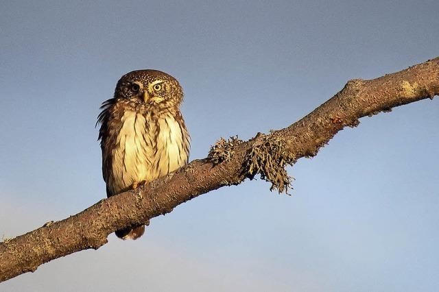 Dritter Feldberger Vogeltag