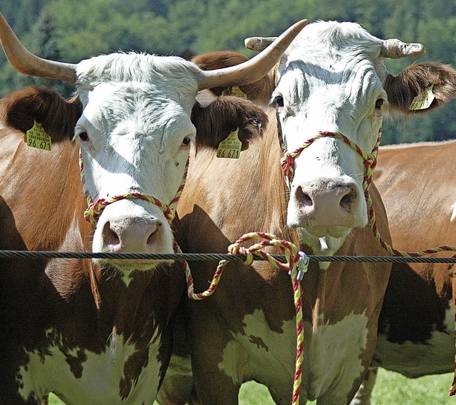 Auch die Herkunft und Herstellung von ...Unser Bild zeigt Hinterwlder-Rinder.   | Foto: Kathrin Ganter