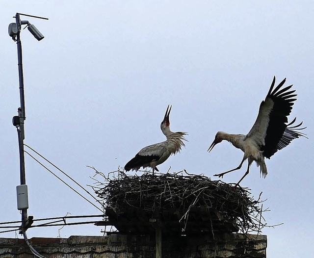 Die Storcheneltern auf dem Umkircher Kirchendach  | Foto: Lena Roser