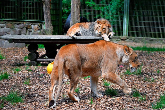 Zwei Lwen (Archivfoto), zwei Tiger un...ar sind wieder zurck in ihrem Gehege.  | Foto: dpa