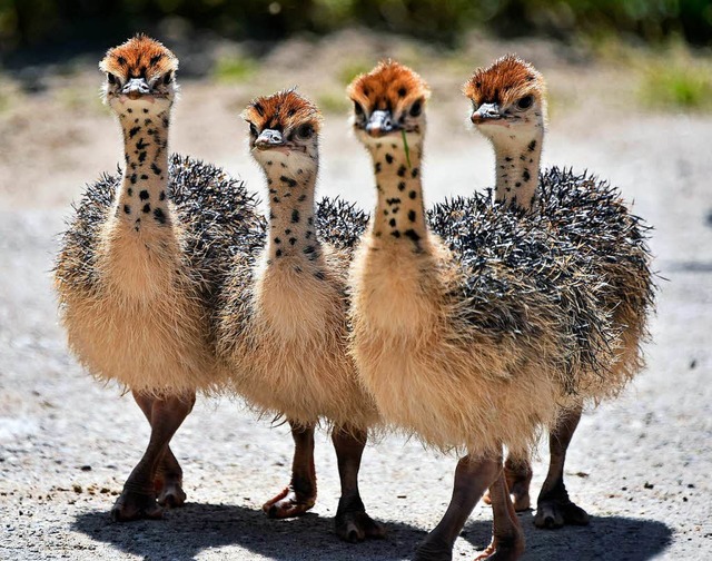 Die Strauenkken  sind der jngste Nachwuchs des Tiergeheges Mundenhof.  | Foto: Michael Bamberger