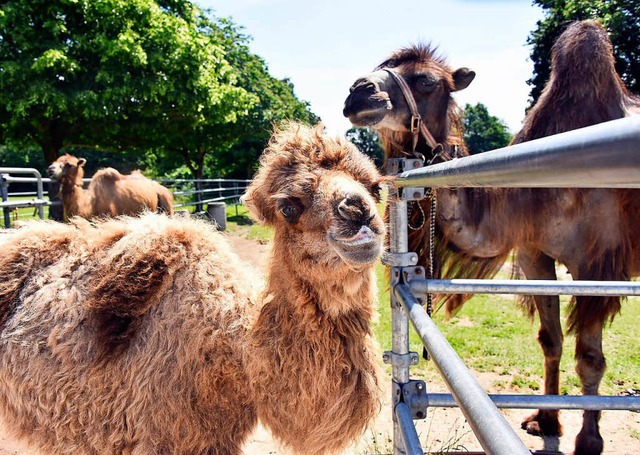 Ein echtes Kamel: Spucken und treten kann Kublai schon  | Foto: Michael Bamberger