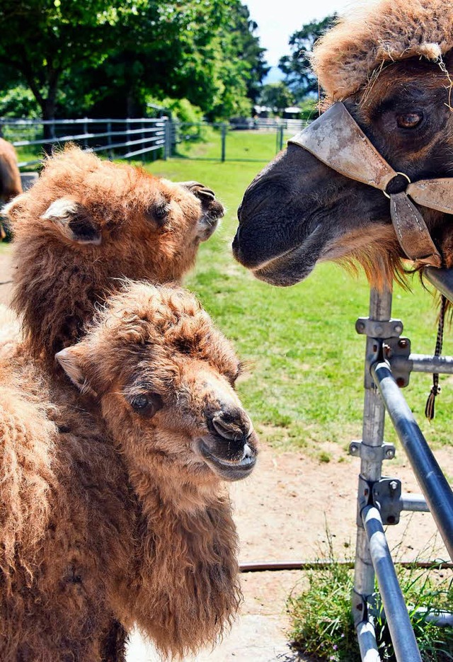 Ein echtes Kamel: Spucken und treten kann Kublai schon  | Foto: Michael Bamberger