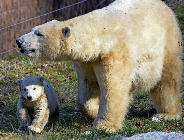 Das sind Eisbrbaby Nanuq und seine Mu...aus dem Zoo Mulhouse im Februar 2017.   | Foto: AFP