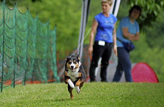 Hunde und ihre Besitzer hatten am Sparennen ihre Freude.   | Foto: Mink
