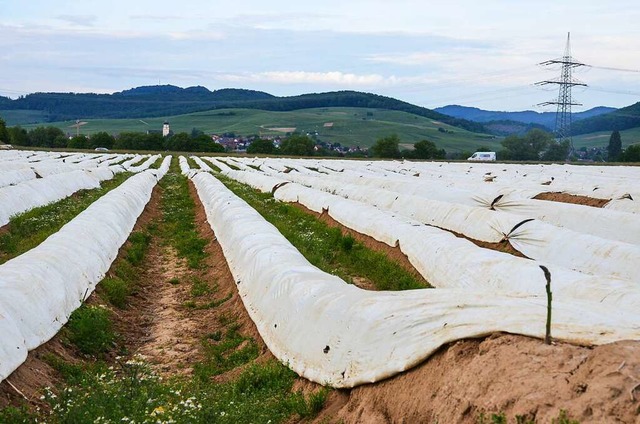 Ein Spargelfeld zwischen Staufen und Bad Krozingen  | Foto: Gabriele Hennicke