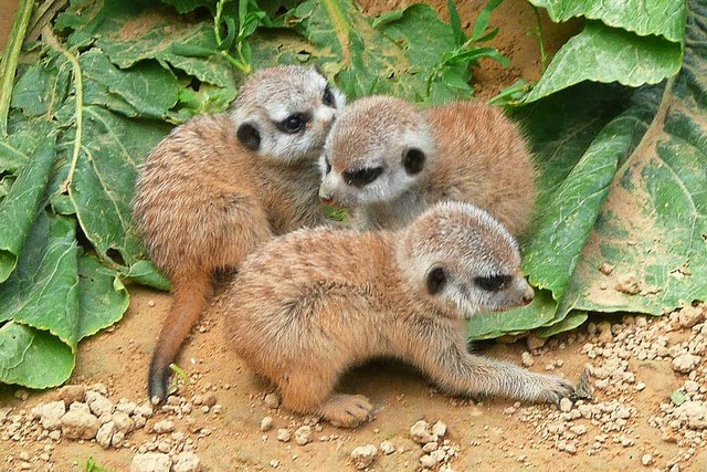 Die drei noch namenlosen Erdmnnchen-Babys  | Foto: Stadt Lahr