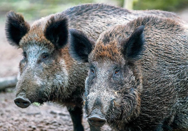 Wildschweine sollen Dnemark bitte fernbleiben  | Foto: dpa
