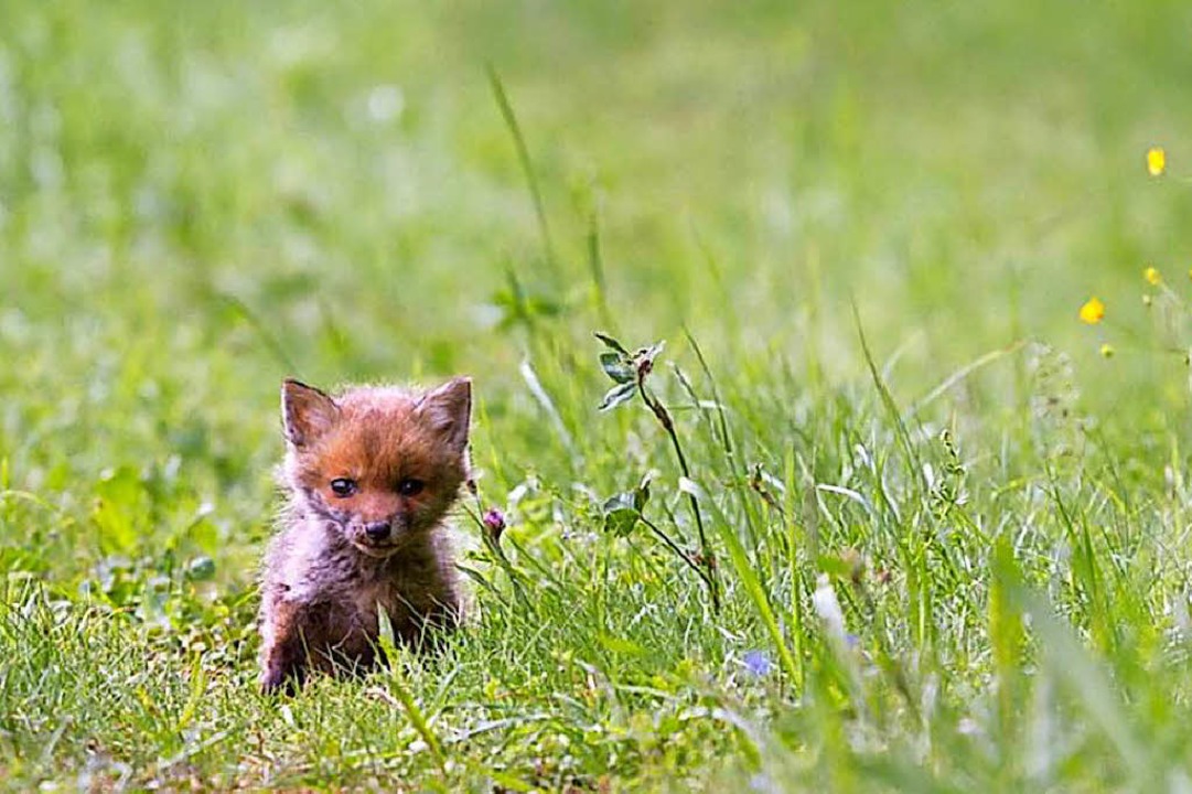 Fuchs im Gras.  | Foto: Pixabay.de