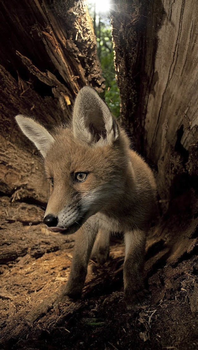 Junger Fuchs im Baum   | Foto: Klaus Echle