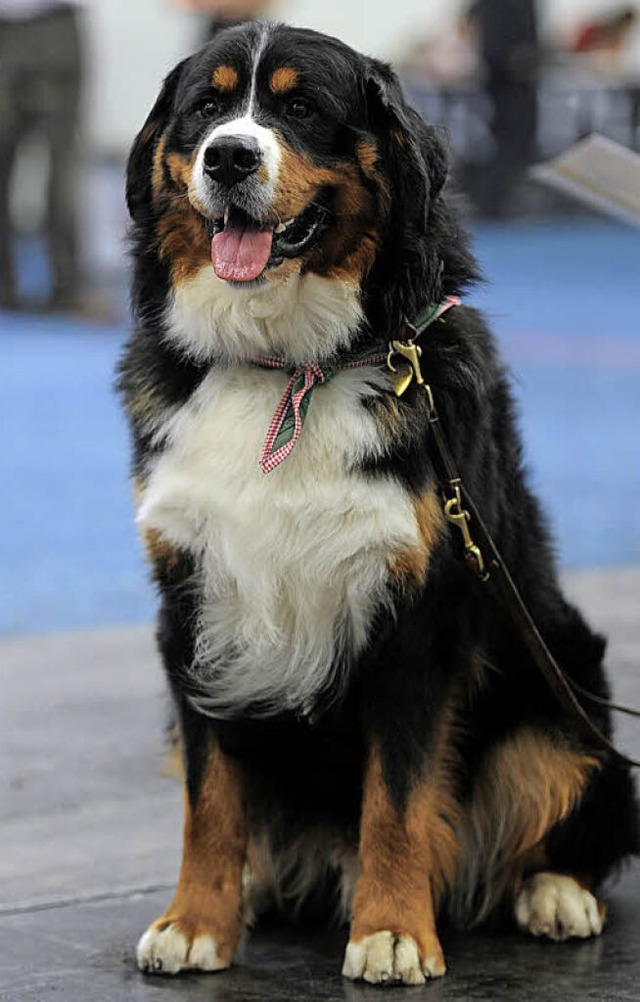 Ein Berner Sennenhund   | Foto: Marius Becker/dpa