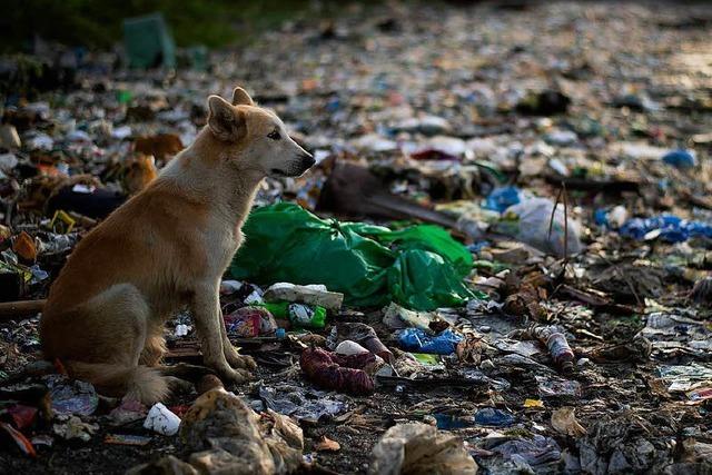 Fotos: Das Elend des Plastikmlls – zum Tag der Umwelt 2018