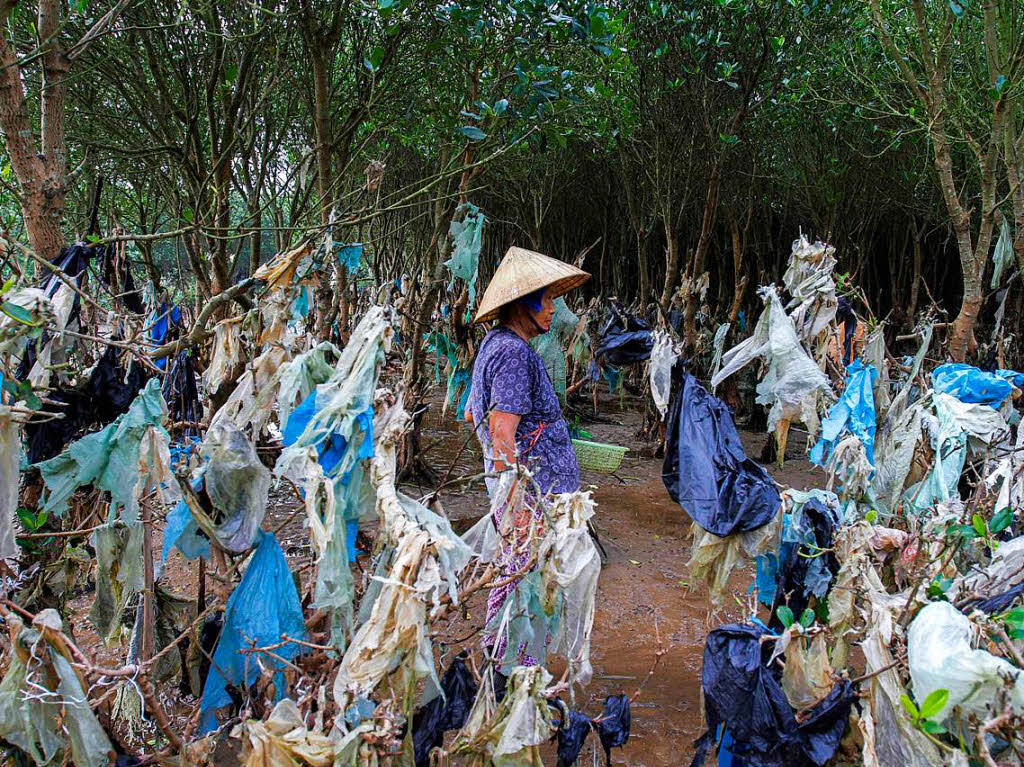 Eine Frau sucht in einem vermllten Wald an der Kste in der Thanh Hoa Provinz, etwa 150 Kilometersdlich von Hanoi, nach Muscheln.  Hier hat die Flut groe Mengen an Plastikmll angeschwemmt.