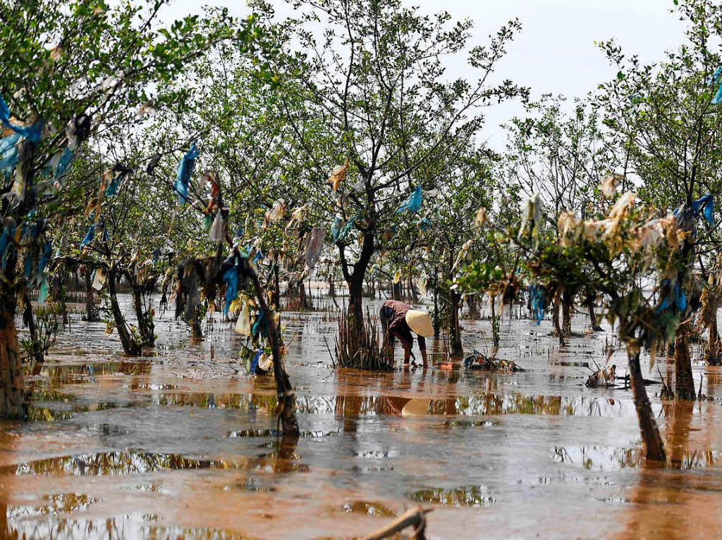 Eine Frau sucht in einem vermllten Wald an der Kste in der Thanh Hoa Provinz, etwa 150 Kilometersdlich von Hanoi, nach Muscheln.  Hier hat die Flut groe Mengen an Plastikmll angeschwemmt.