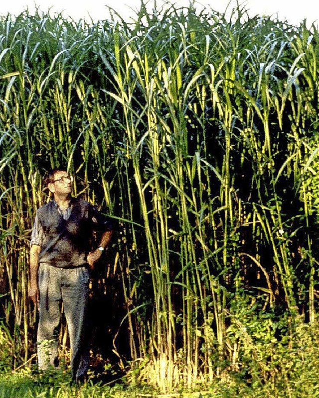 Miscanthus gegen das Fortschwemmen von Erde? Eine bedenkenswerte Idee.  | Foto: Symbolbild: privat