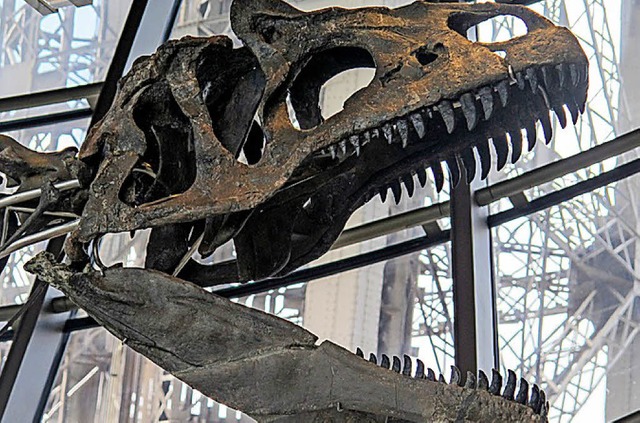 Der Schdel des ersteigerten Allosaurus   | Foto: dpa