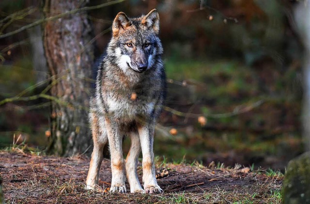 Ein Wolf. (Symbolbild)  | Foto: dpa