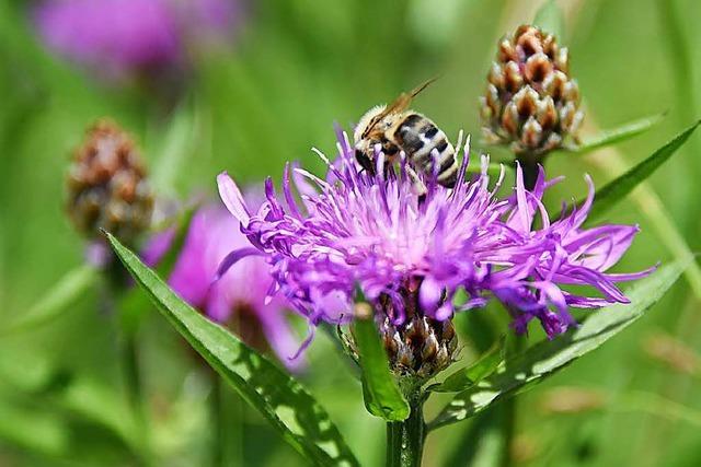 Steinen soll fr Bienen und Insekten attraktiver werden