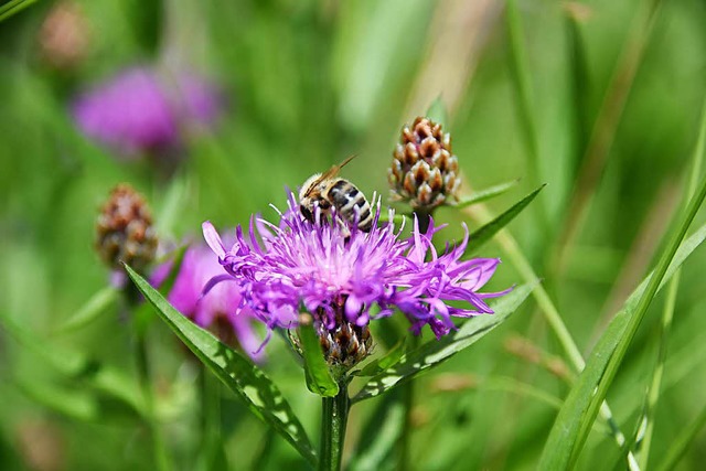 Bltenpracht statt Rasenmhen: Steinen...rnflchen in Bienenweiden verwandeln.  | Foto: Robert Bergmann