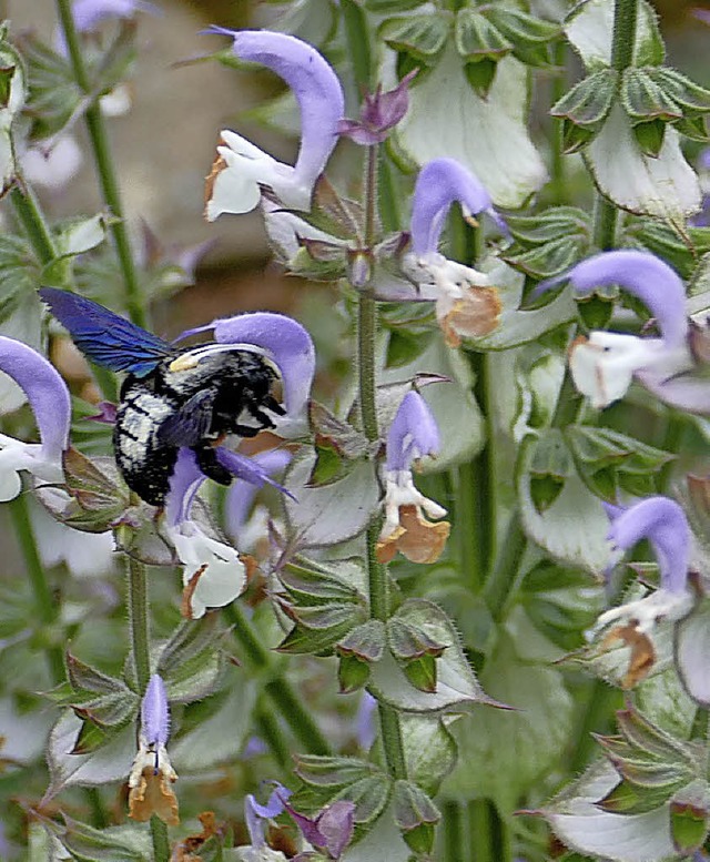 Insekten brauchen Nahrung und  Lebensr...r findet die blaue Holzbiene beides.    | Foto: Langelott