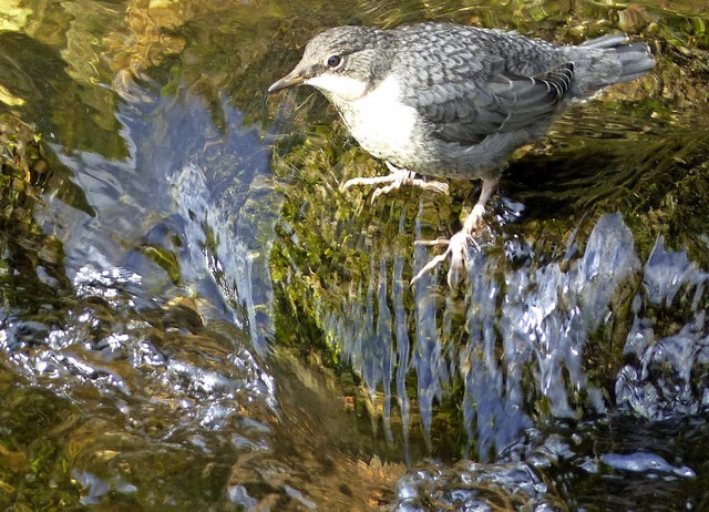   | Foto: Wolfgang Zengler