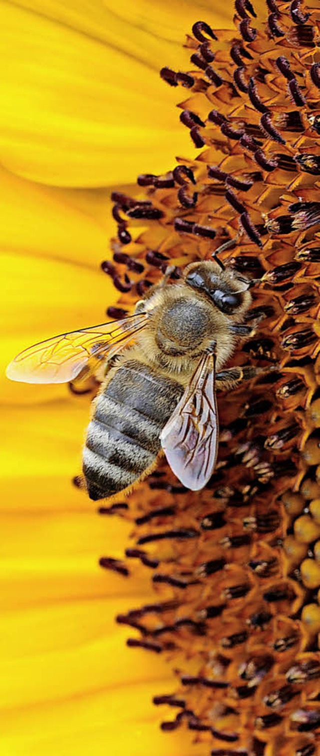 Mehr Futter fr Bienen und andere Bestuber ist ein Ziel des Projekts.   | Foto: dpa