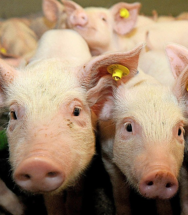 Ferkel in einem Stall  | Foto: dpa