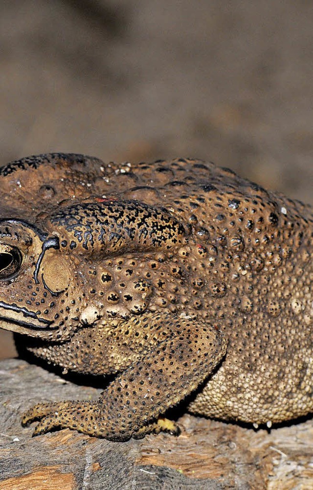 Von der Schwarznabenkrte sollten andere Tiere lieber die Pfoten lassen.   | Foto: Frank Glaw