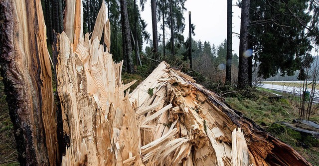 Viel gesplittertes Holz  | Foto: dpa
