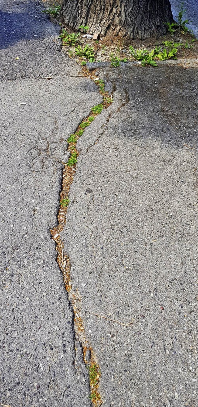 Wo Wurzeln und Asphalt zusammentreffen...stehen oft Risse, so auch in Umkirch.   | Foto: Julius Steckmeister