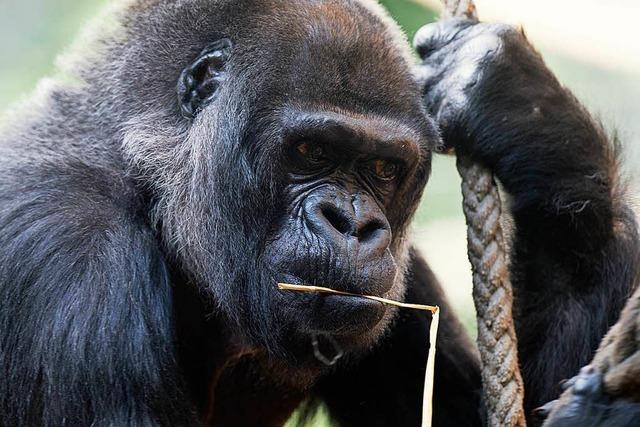 Hochbetagte Gorilladame Goma im Zoo von Basel gestorben